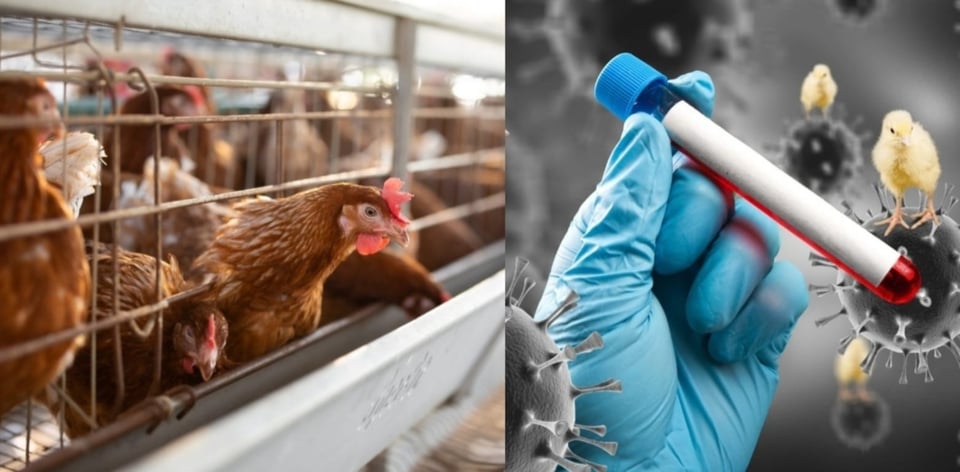 Avian flu, USA, Florida, diseases, MundoNOW, Bird Flu Cases Reported in California