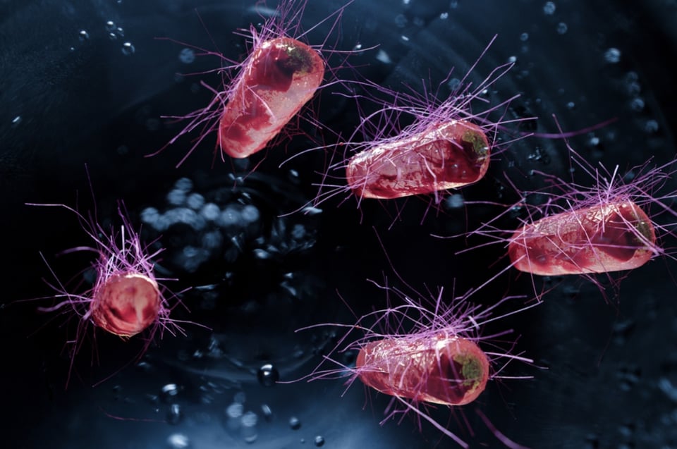 What to do if I get infected with the bacteria?