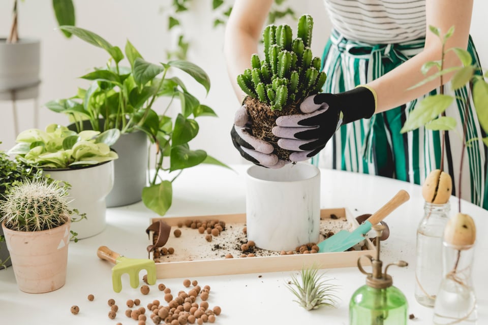 woman, gardener, plants, home, balcony