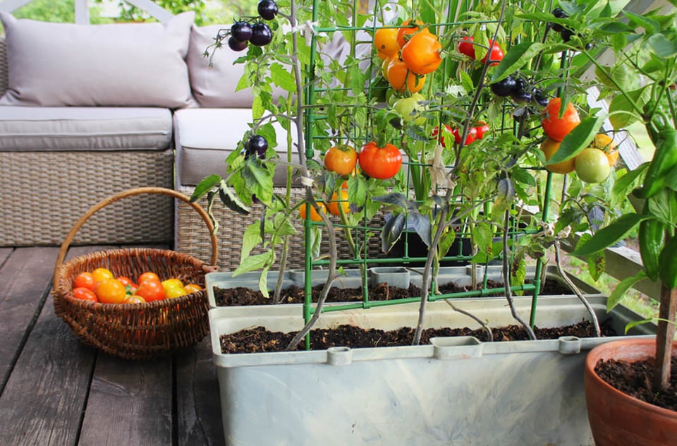 Container, gardening, urban, farm, food