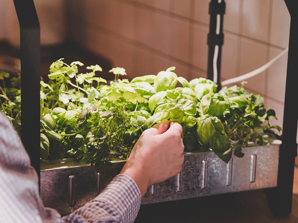 hydroponics, aquaponics, herbs, greens, home