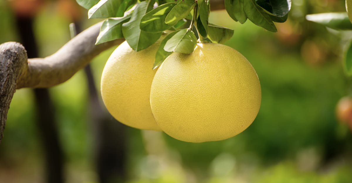 What’s a Pomelo Fruit and Why Should I Eat One?