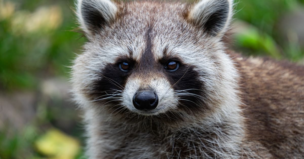 What Is Your Spirit Animal?… (And What Does That Even Mean?)