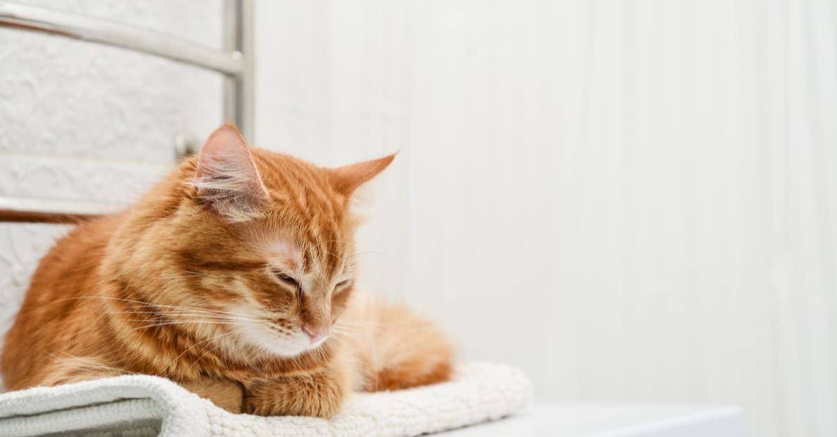 How to remove pet hair from clothes: 9 tips that will save your washing machine