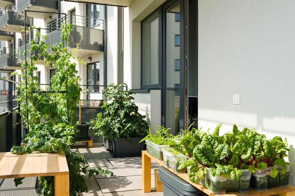 Balcony, gardening, tips, home, food, growing