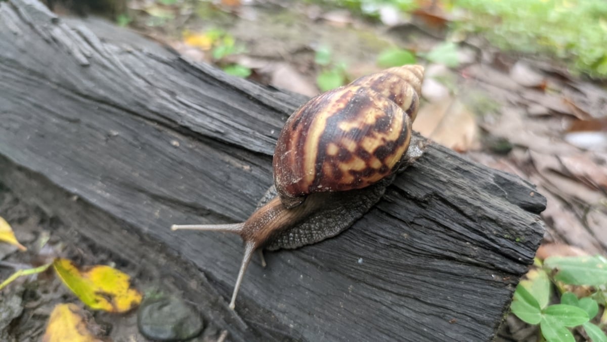 Giant African land snail discovered in Florida forces county to quarantine