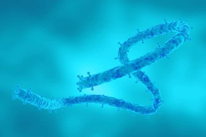 CDC issues Marburg virus alert in US