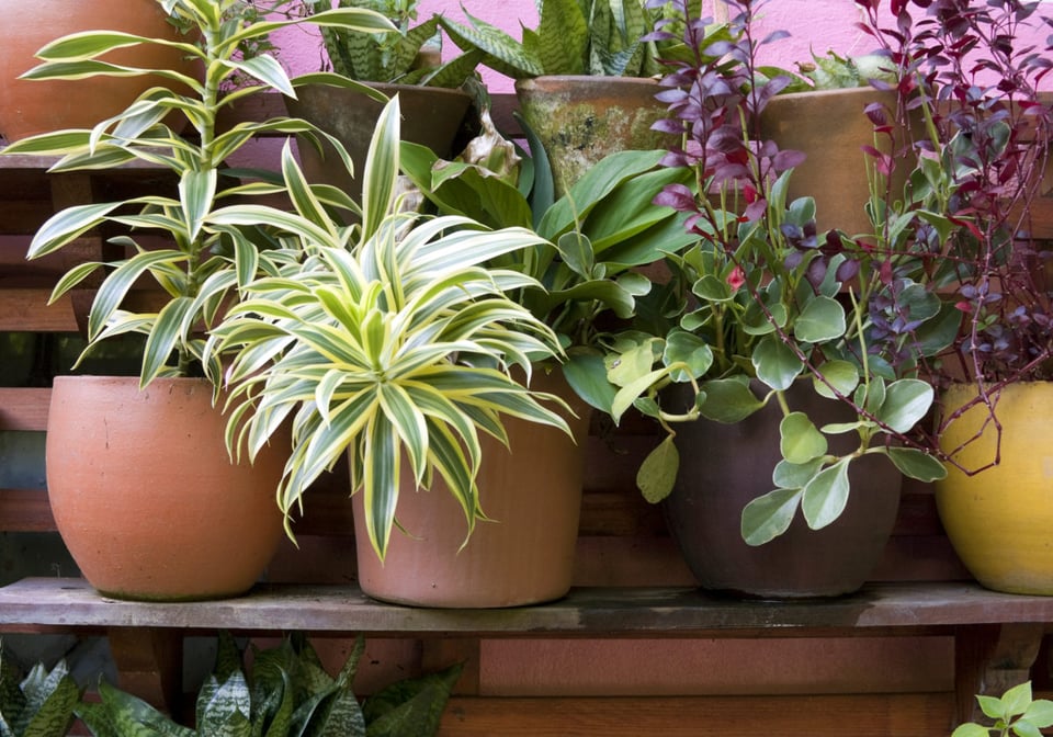 Tips for Growing Plants and Gardens Tips, Growing, Plants, Gardens, MundoNOW