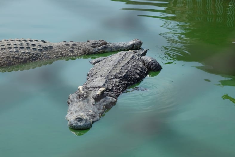 1-year-old boy was eaten by a crocodile that snatched him from a canoe
