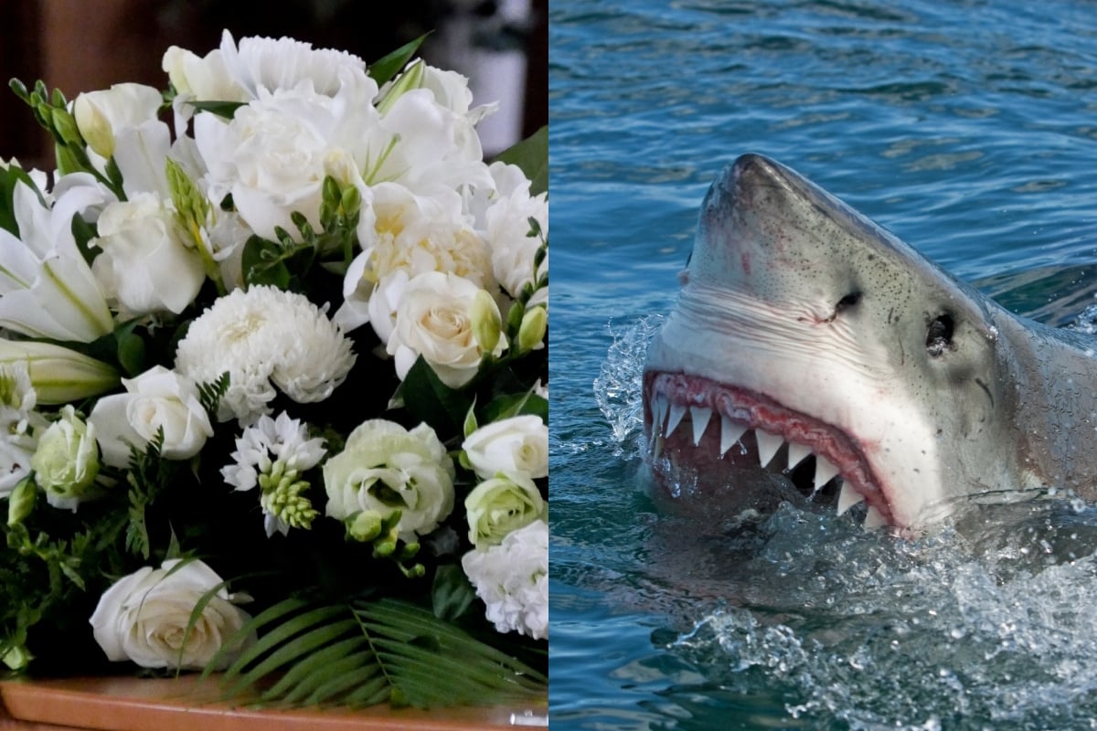 Marine tragedy, Shark attack- Tragedia marina, Ataque de tiburón, María Fernanda Martínez Jiménez, MundoNOW
