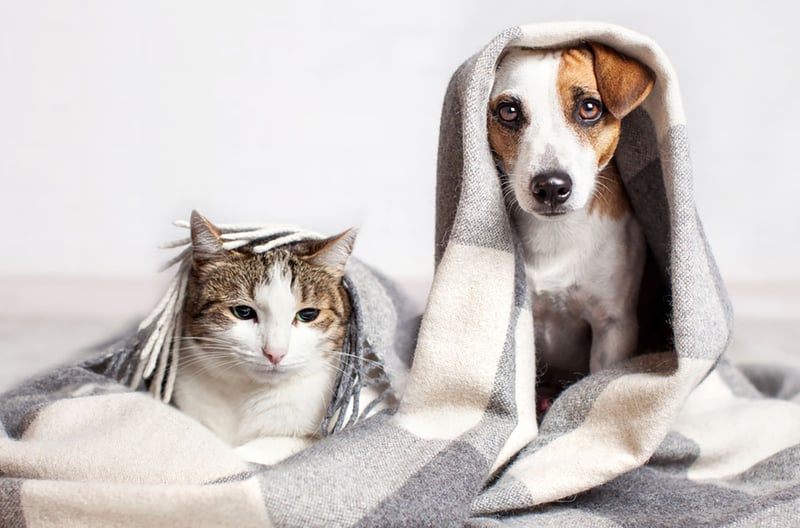 dog, cat, blanket, winter, cold