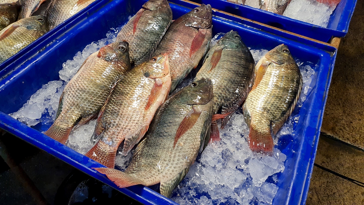 Hispana pierde sus brazos y piernas tras comer pescado